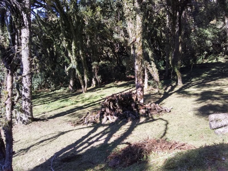 Terreno em Condomnio - Venda - Altos Pinheiros - Canela - RS