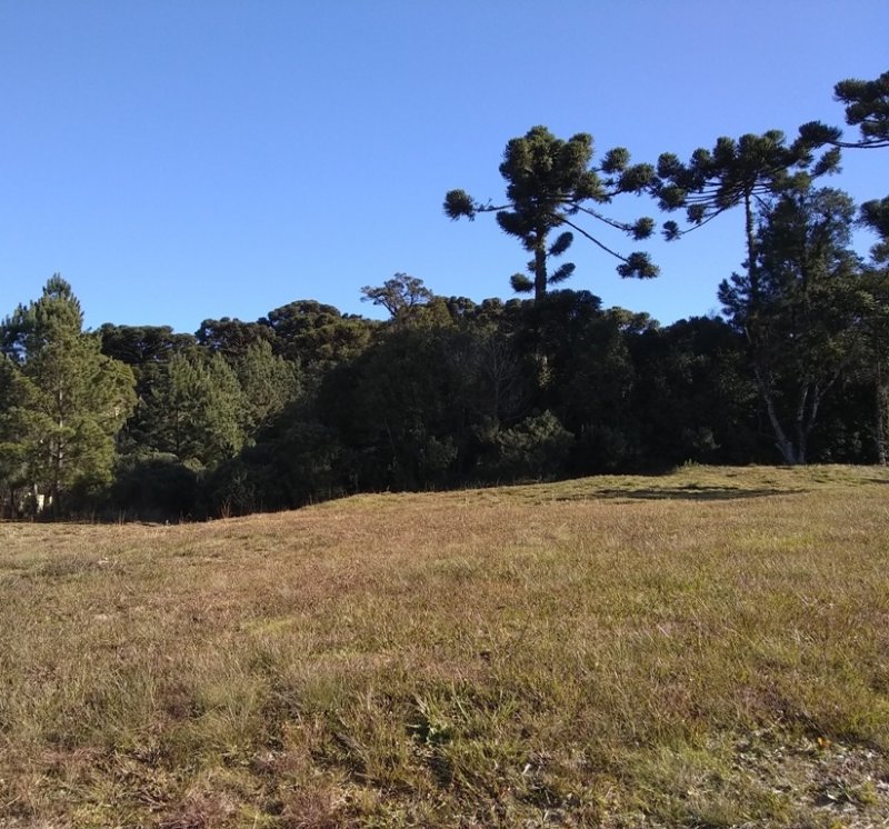 Terreno em Condomnio - Venda - Altos Pinheiros - Canela - RS