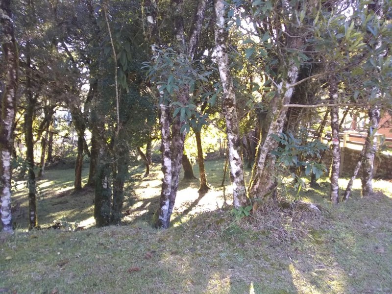 Terreno em Condomínio - Venda - Altos Pinheiros - Canela - RS