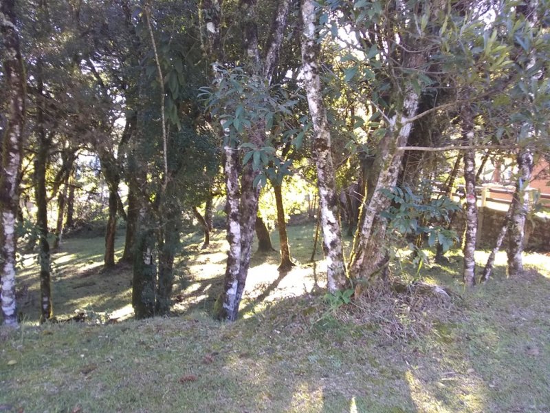 Terreno em Condomnio - Venda - Altos Pinheiros - Canela - RS